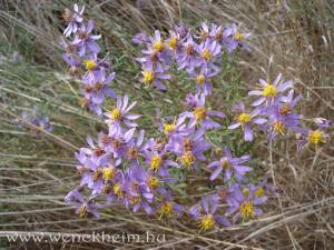 Nagyobb m�ret� k�p megtekint�se.